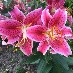 Meet your Posher, Emma